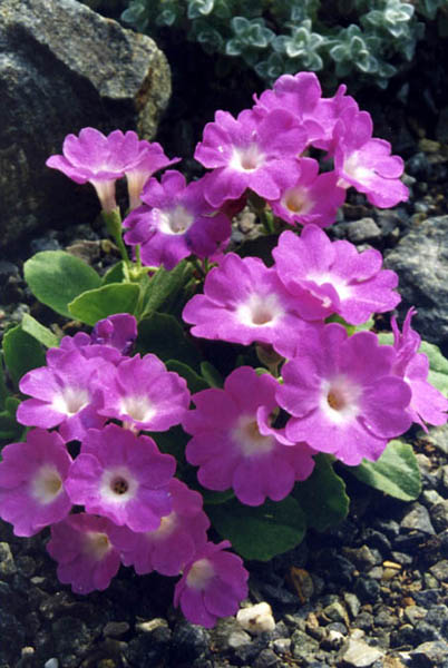 Primula allionii 'Beatrice Wooster' photo